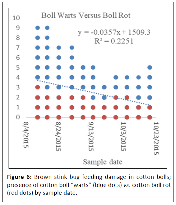 plant-pathology-brown-stink