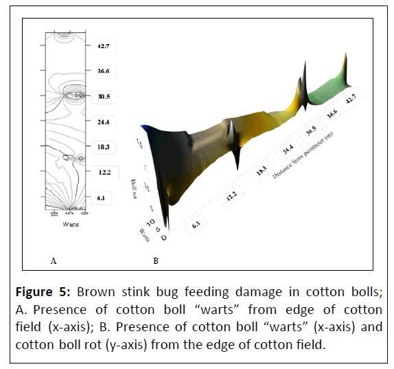 plant-pathology-cotton-bolls