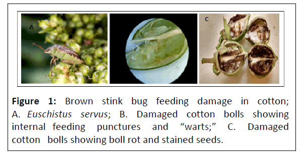 plant-pathology-euschistus-servus