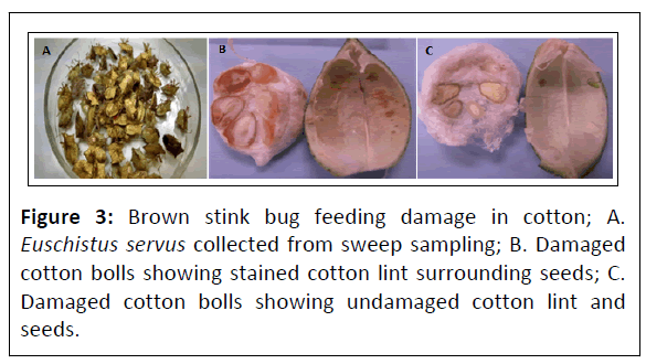 plant-pathology-feeding