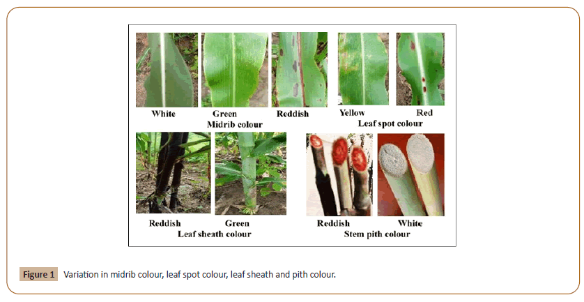 plant-sciences-leaf-spot-colour