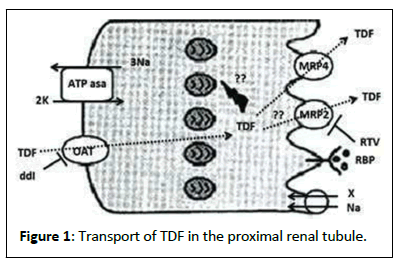 clinical-experimental-proximal-renal
