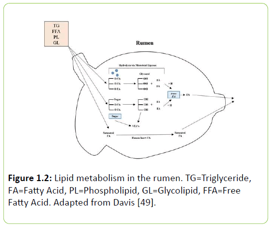 Animal-Research-Lipid-metabolism