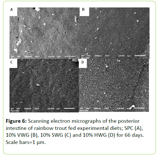 Animal-Research-Nutrition-electron-micrographs