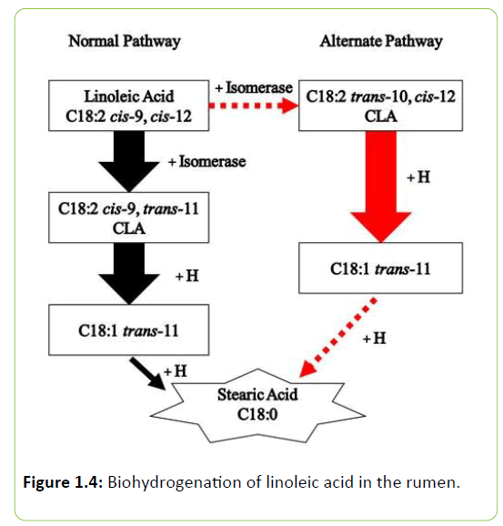 Animal-Research-linoleic-acid