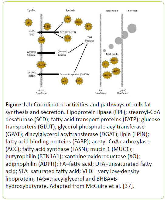 Animal-Research-milk-fat