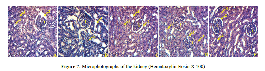 Annals-of-Biological-Kidney