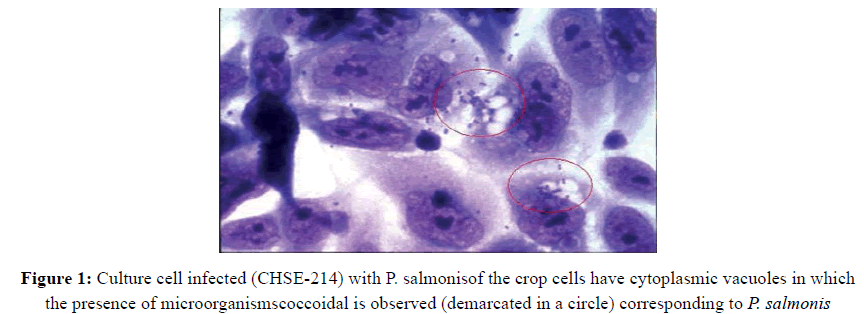 Der-Chemica-Sinica-Culture-cell