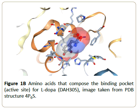 Insights-Enzyme-Research-amino-acids