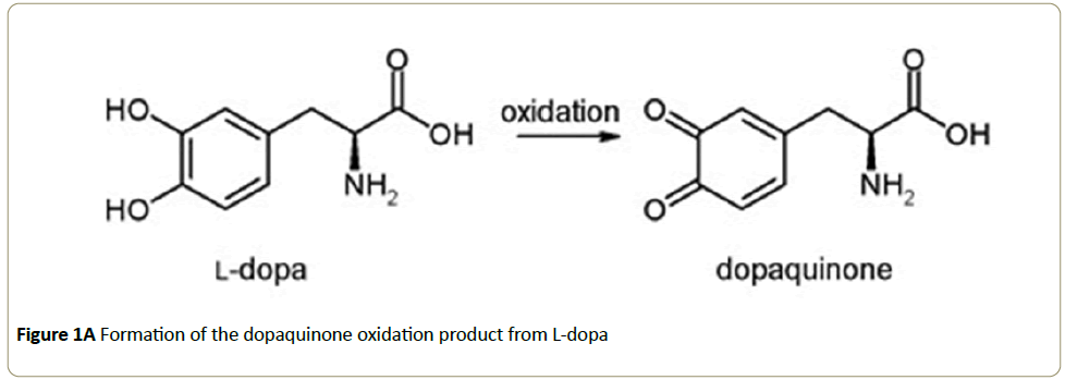 Insights-Enzyme-Research-dopaquinone