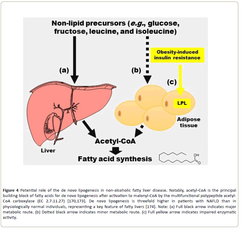 Insights-Enzyme-Research-lipogenesis