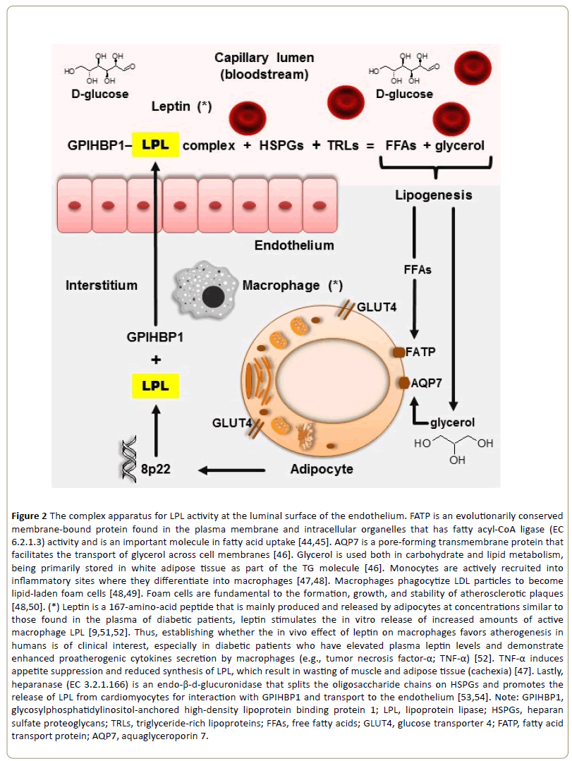 Insights-Enzyme-Research-luminal