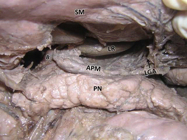 pancreatic