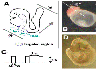 Electroporation