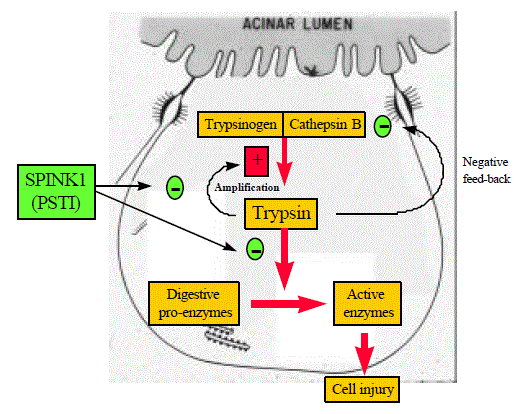 Trypsinogen