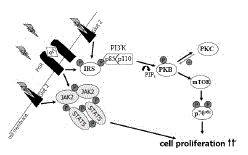 prolactin