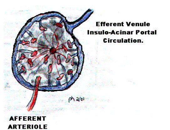 microcirculation