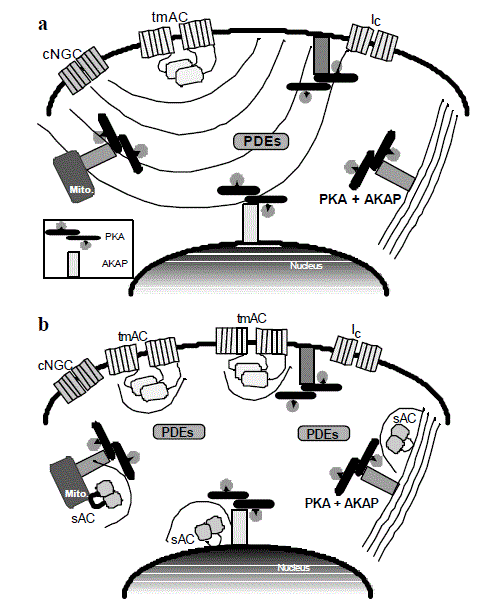 transduction