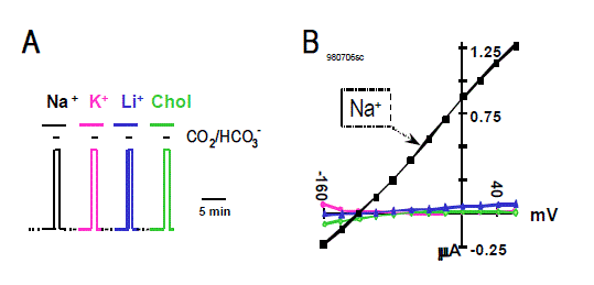 Cation