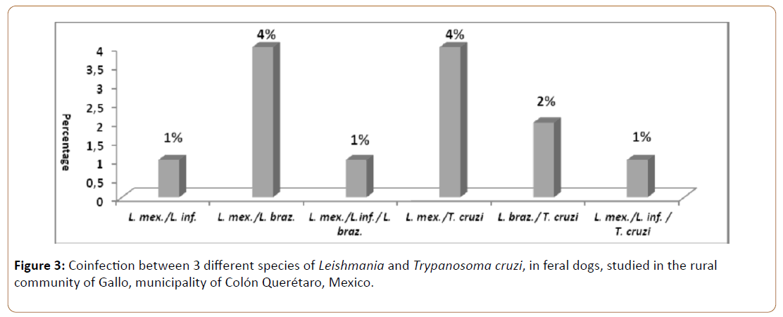 Preventive-Medicine-feral-dogs