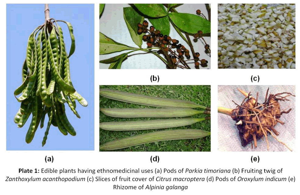 american-journal-ethnomedicine-acanthopodium