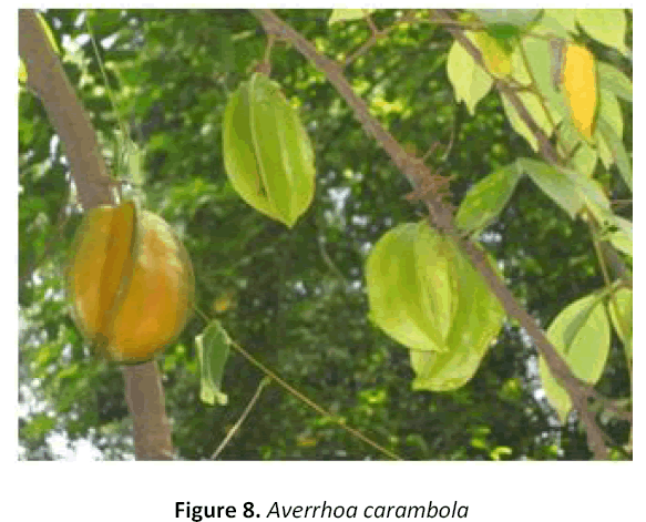 american-journal-ethnomedicine-carambola