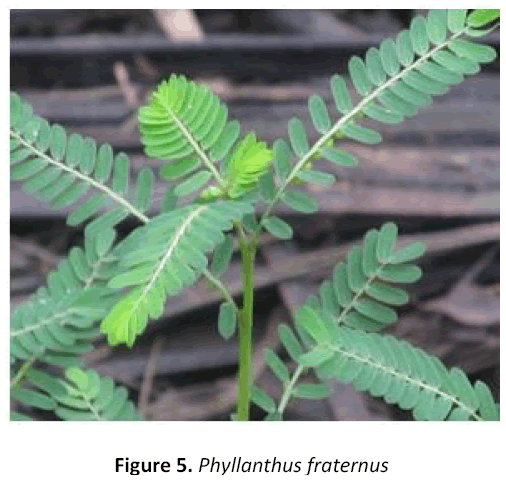 american-journal-ethnomedicine-phyllanthus