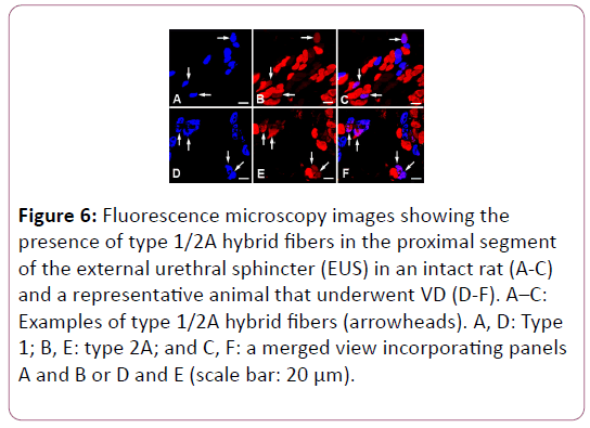 anatomical-science-hybrid-fibers