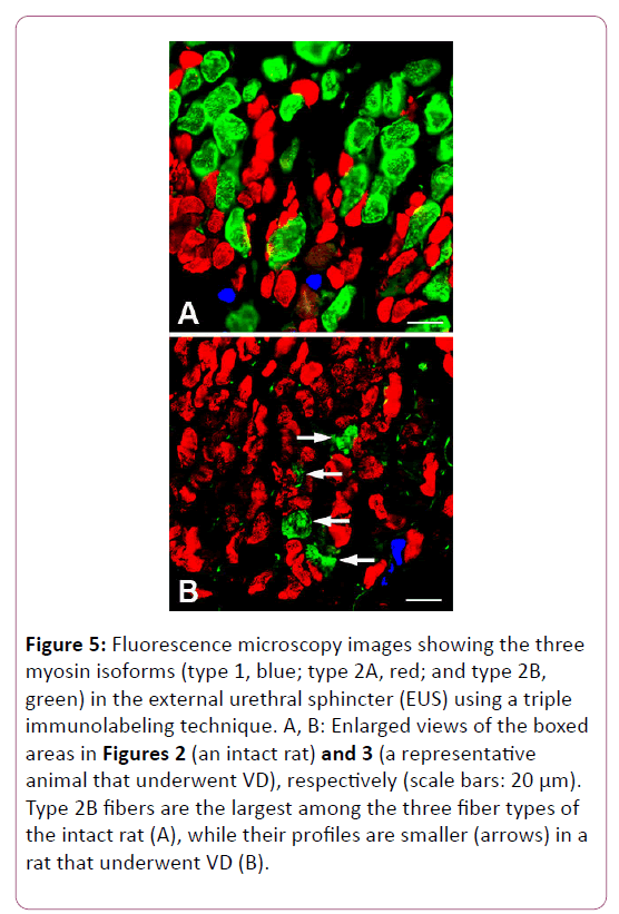 anatomical-science-microscopy