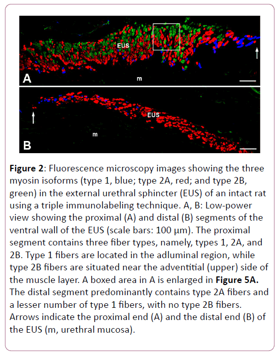 anatomical-science-research-Fluorescence