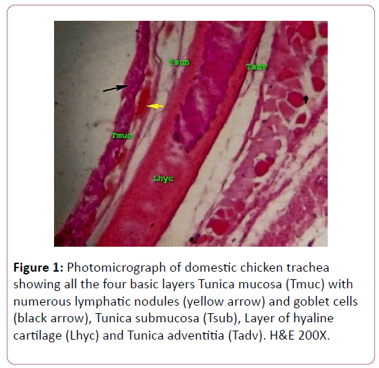 anatomical-science-research-Photomicrograph