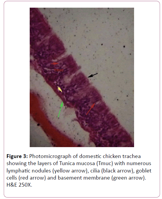 anatomical-science-research-domestic-chicken-trachea