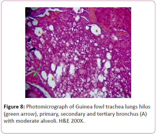 anatomical-science-research-fowl-trachea