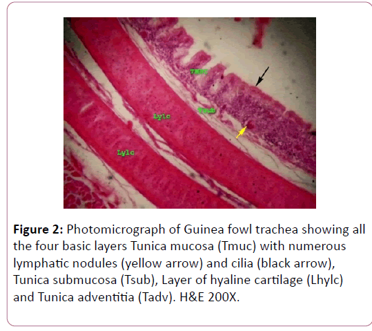 anatomical-science-research-lymphatic-nodules