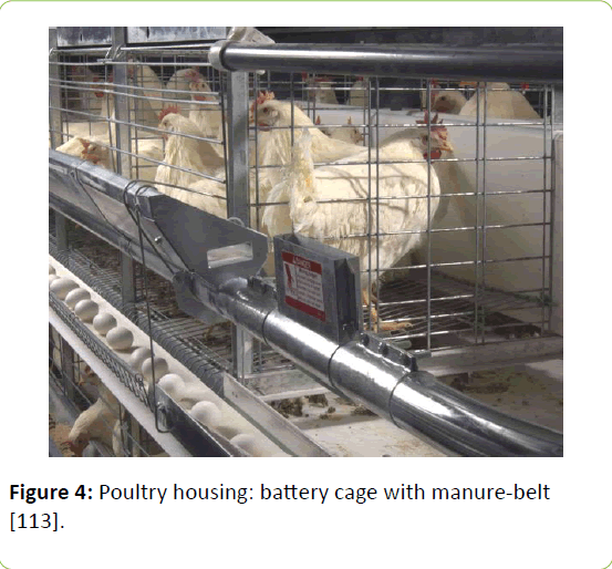 animalnutrition-Poultry-housing