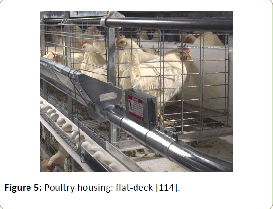 animalnutrition-Poultry-housing