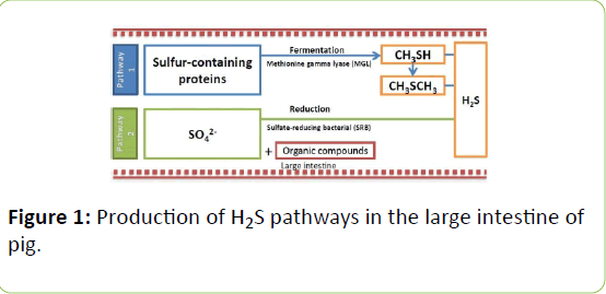 animalnutrition-large-intestine