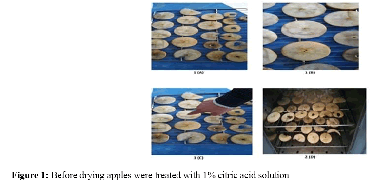 annals-biological-sciences-drying-apples