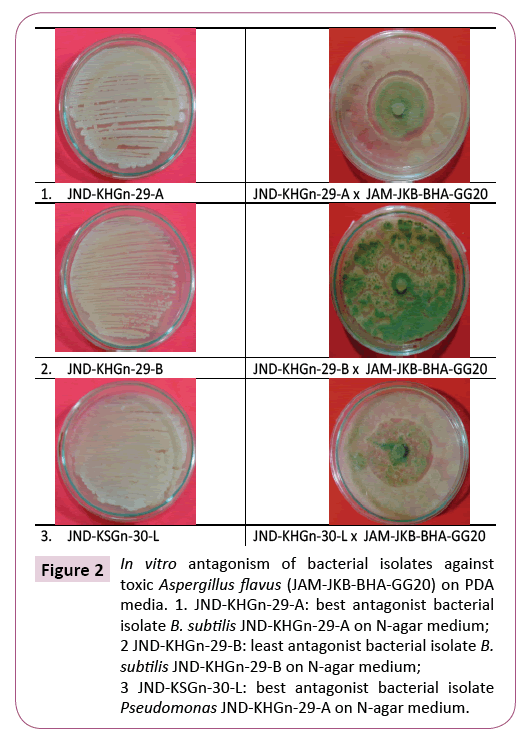 applied-microbiology-and-biochemistry-bacterial