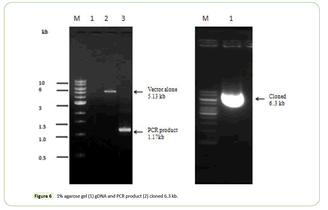 applied-microbiology-and-biochemistry-cloned