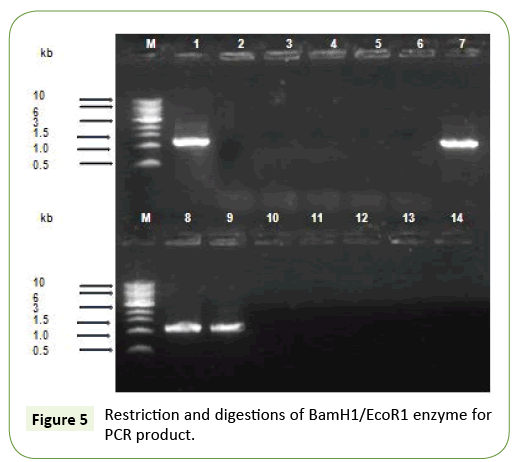 applied-microbiology-and-biochemistry-digestions