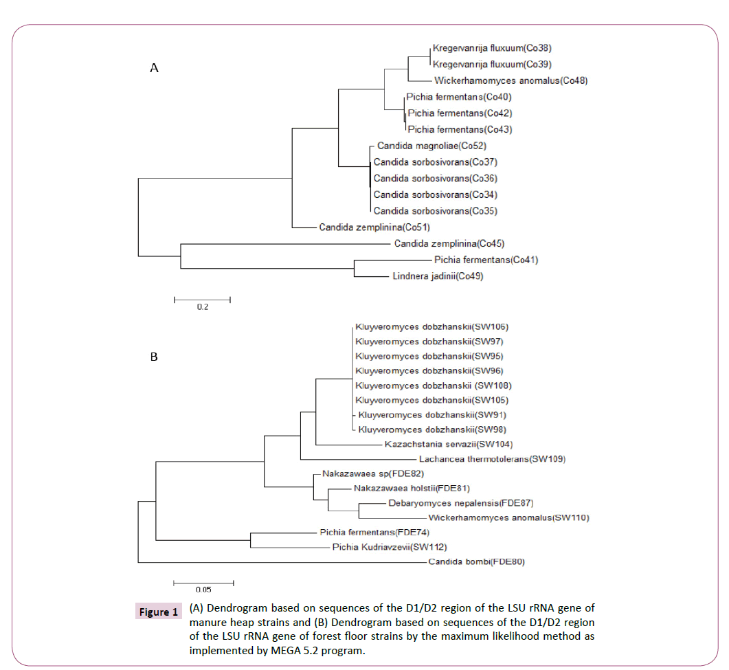 applied-microbiology-and-biochemistry-forest-floor