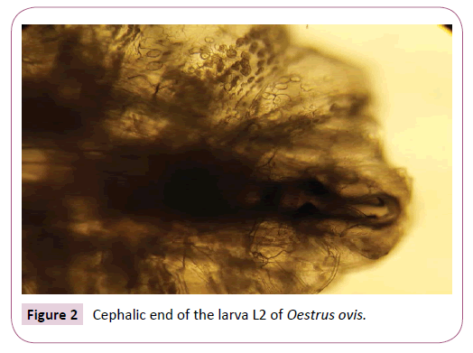 generalized-theory-applications-larva