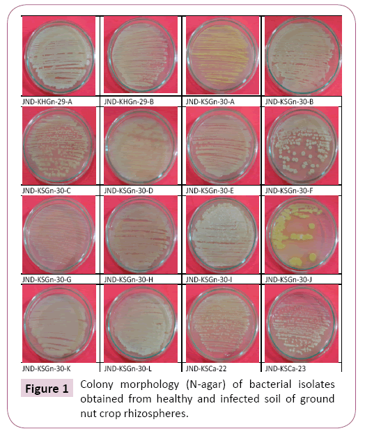 applied-microbiology-and-biochemistry-morphology