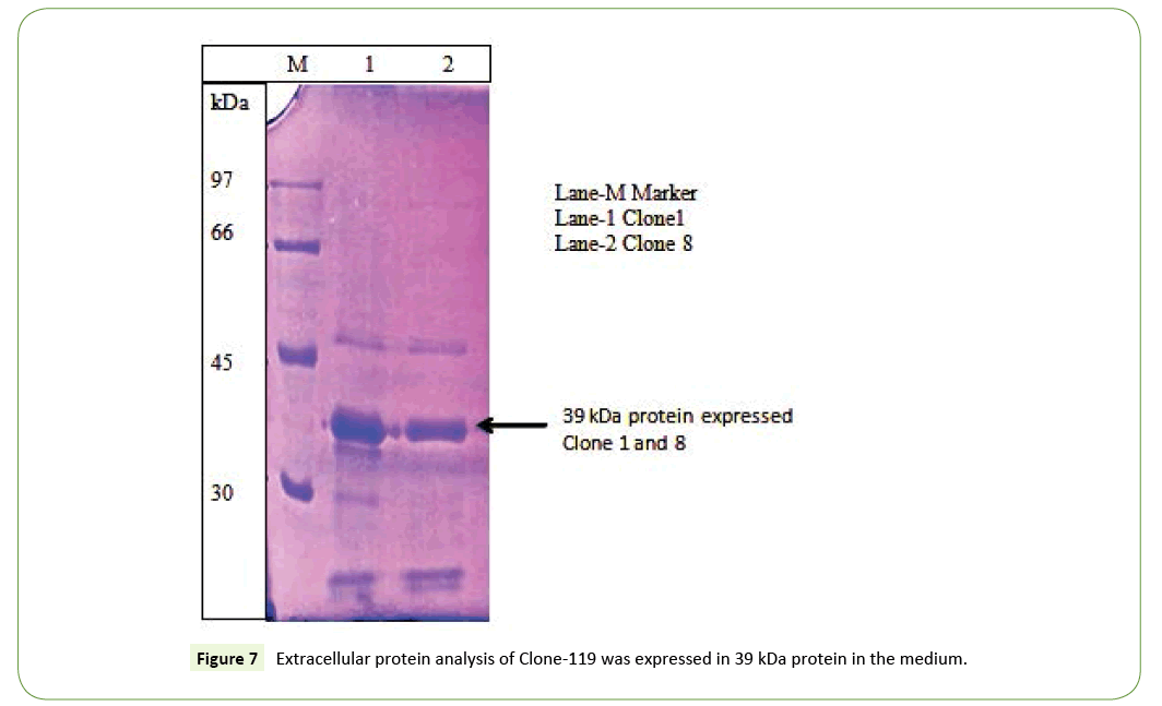 applied-microbiology-and-biochemistry-protein