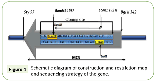 applied-microbiology-and-biochemistry-restriction