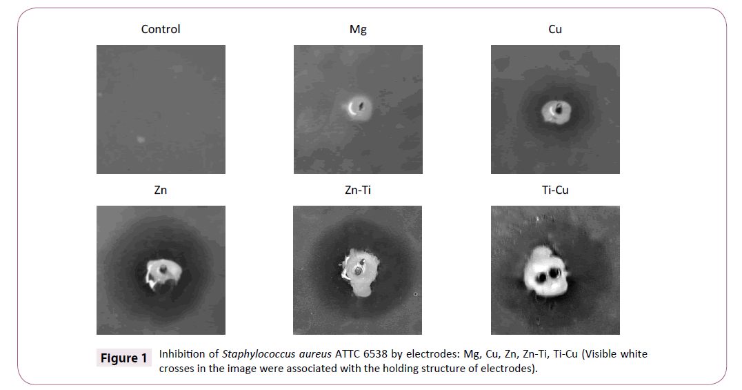 applied-microbiology-and-biochemistry-staphylococcus