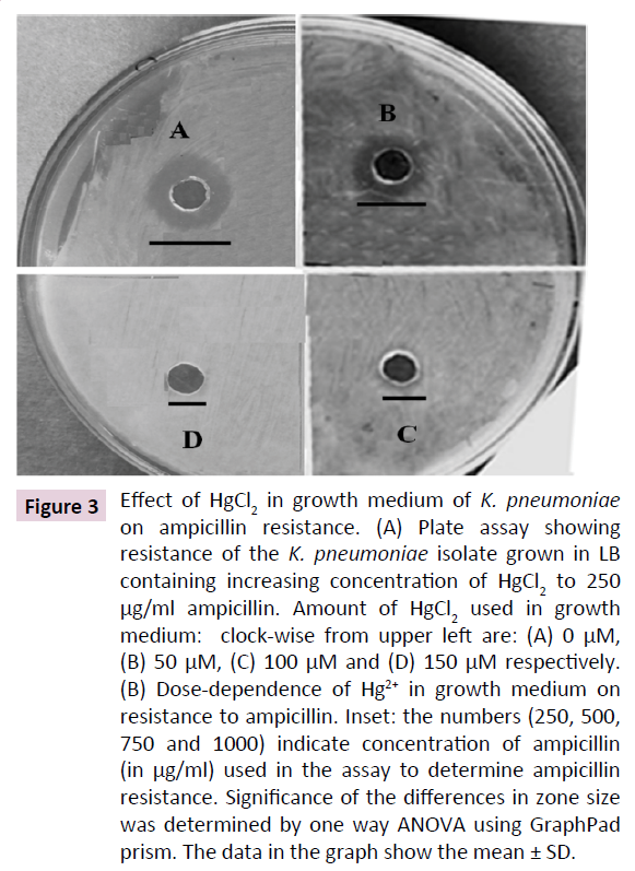 applied-microbiology-biochemistry-ampicillin-resistance