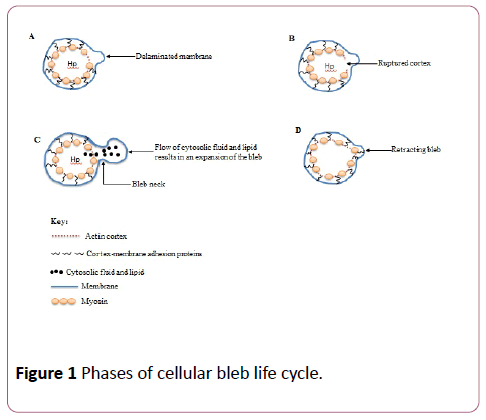 biomedical-science-application-cellular