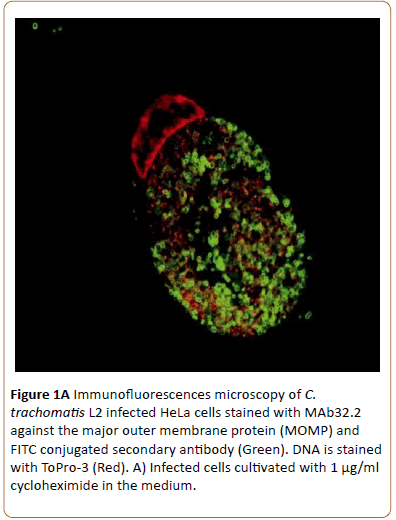 biomedical-science-applications-Immunofluorescences